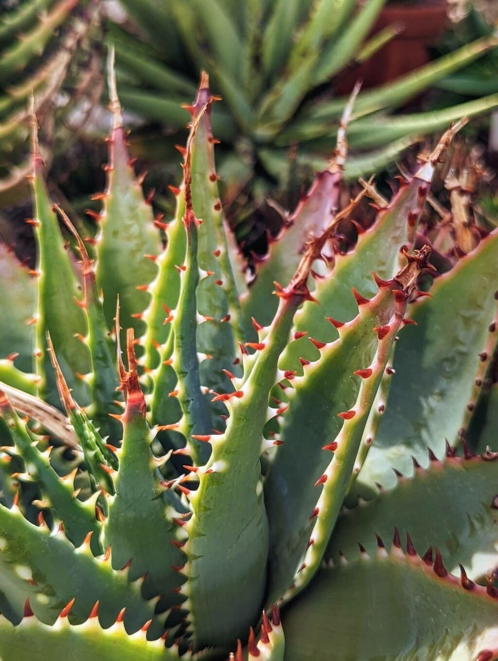 Aloe 3