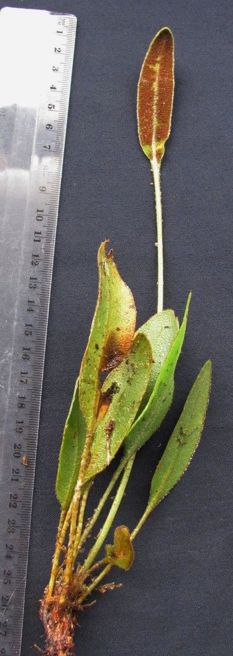 Elaphoglossum 5
