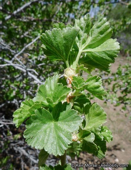 Ribes cereo 12