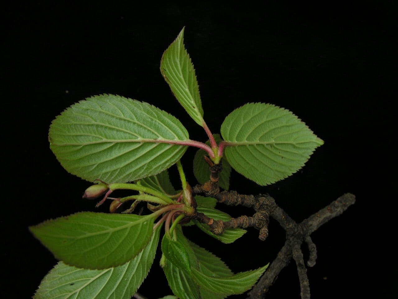 Großblütige Viburnum 6