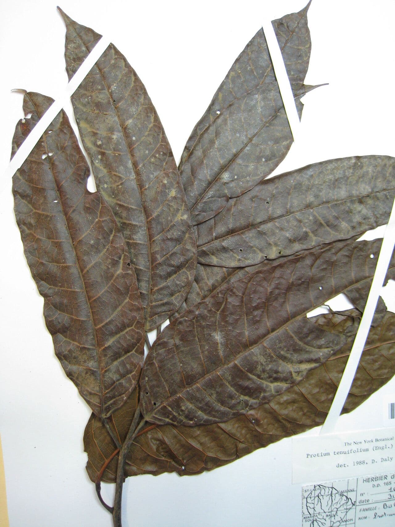 Protium tenuifolium 12