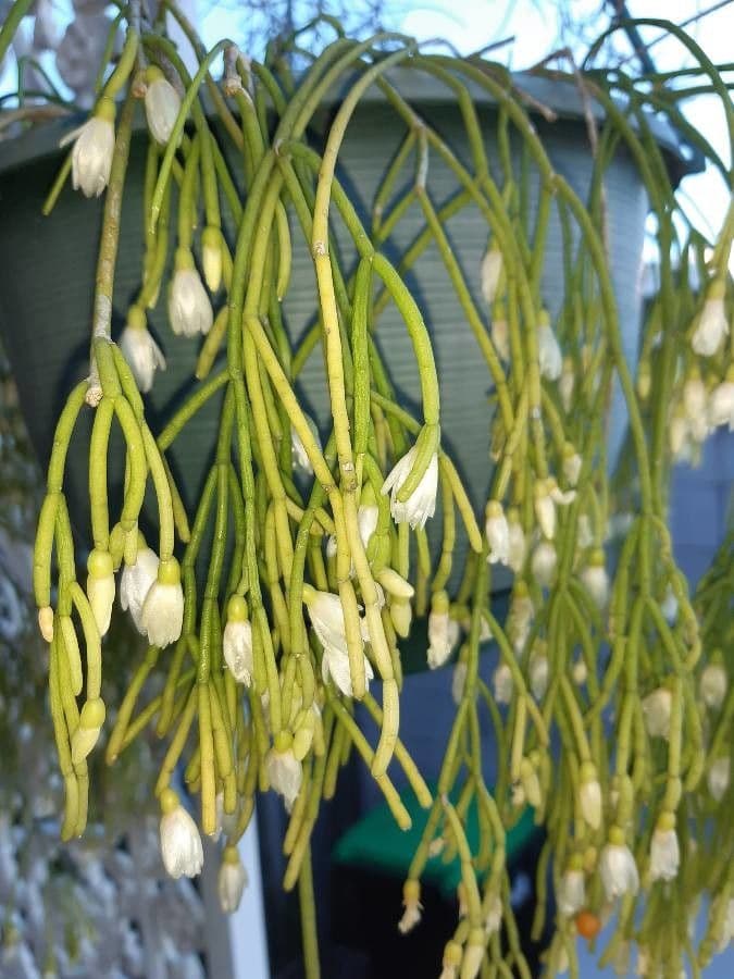 Rhipsalis clavata 11
