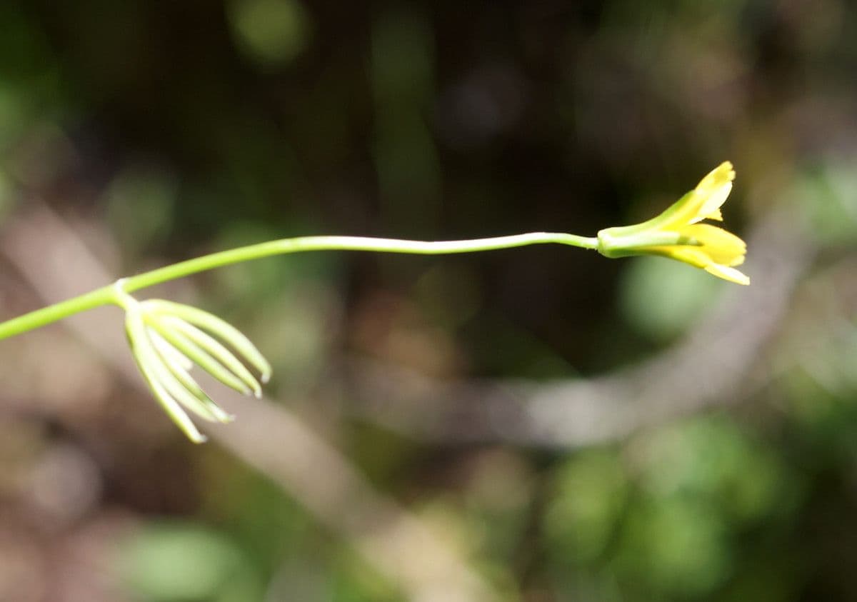 Rhagadiolus 7