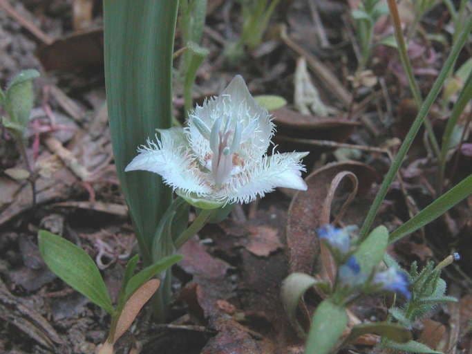 Calochortus 3
