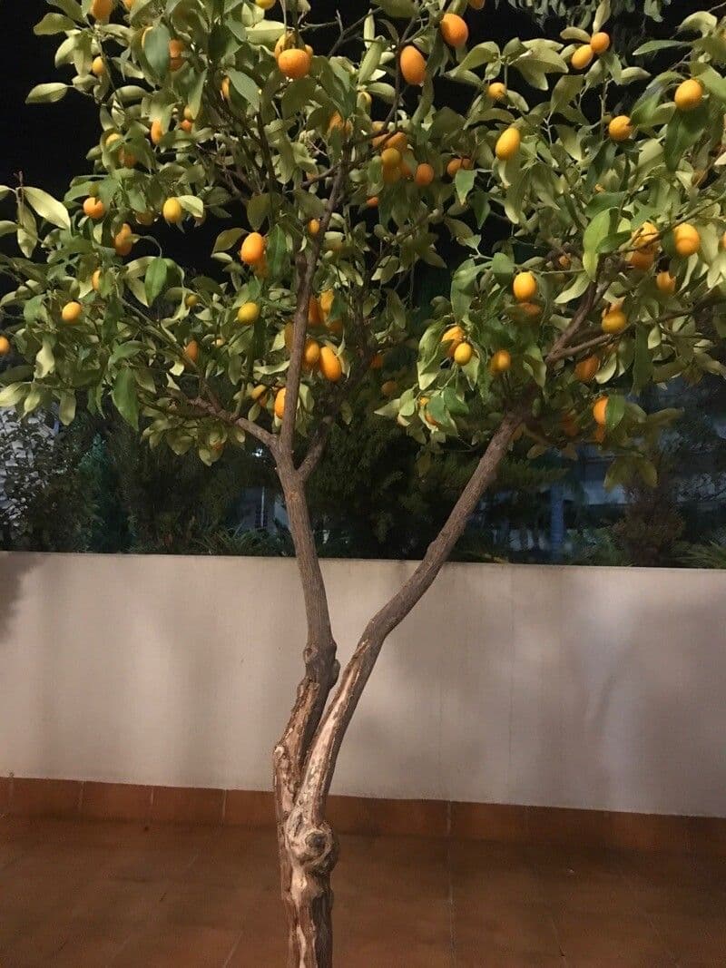 Arancio amaro 12
