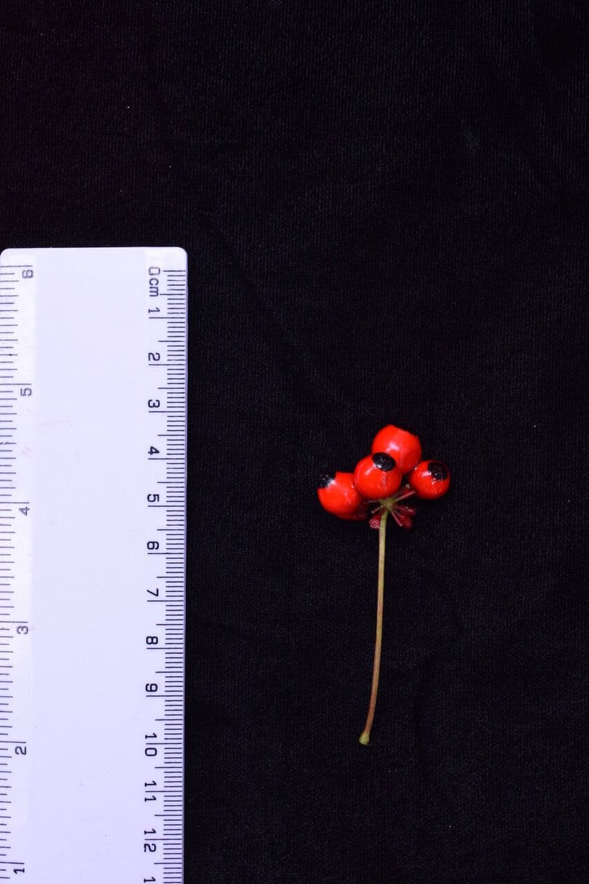 Pseudoginseng 6