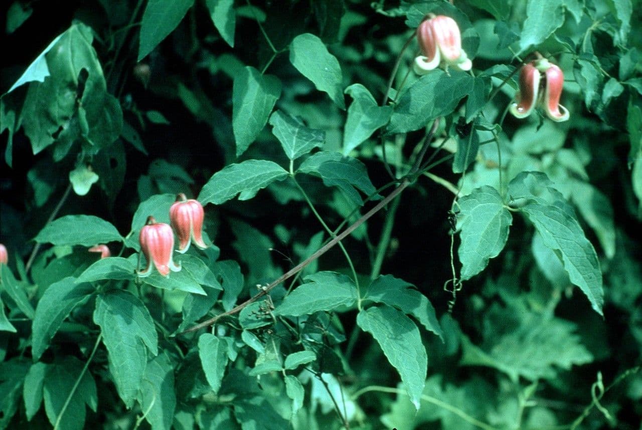 Clematide coriacea 9