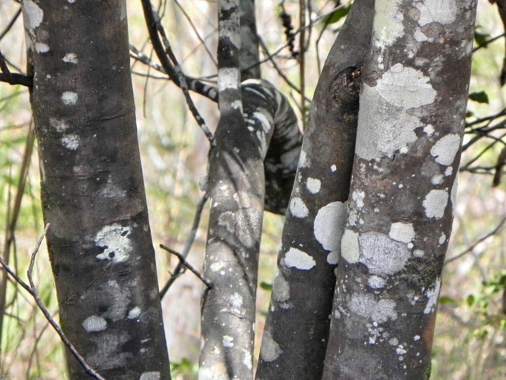 Guioa villosa 18