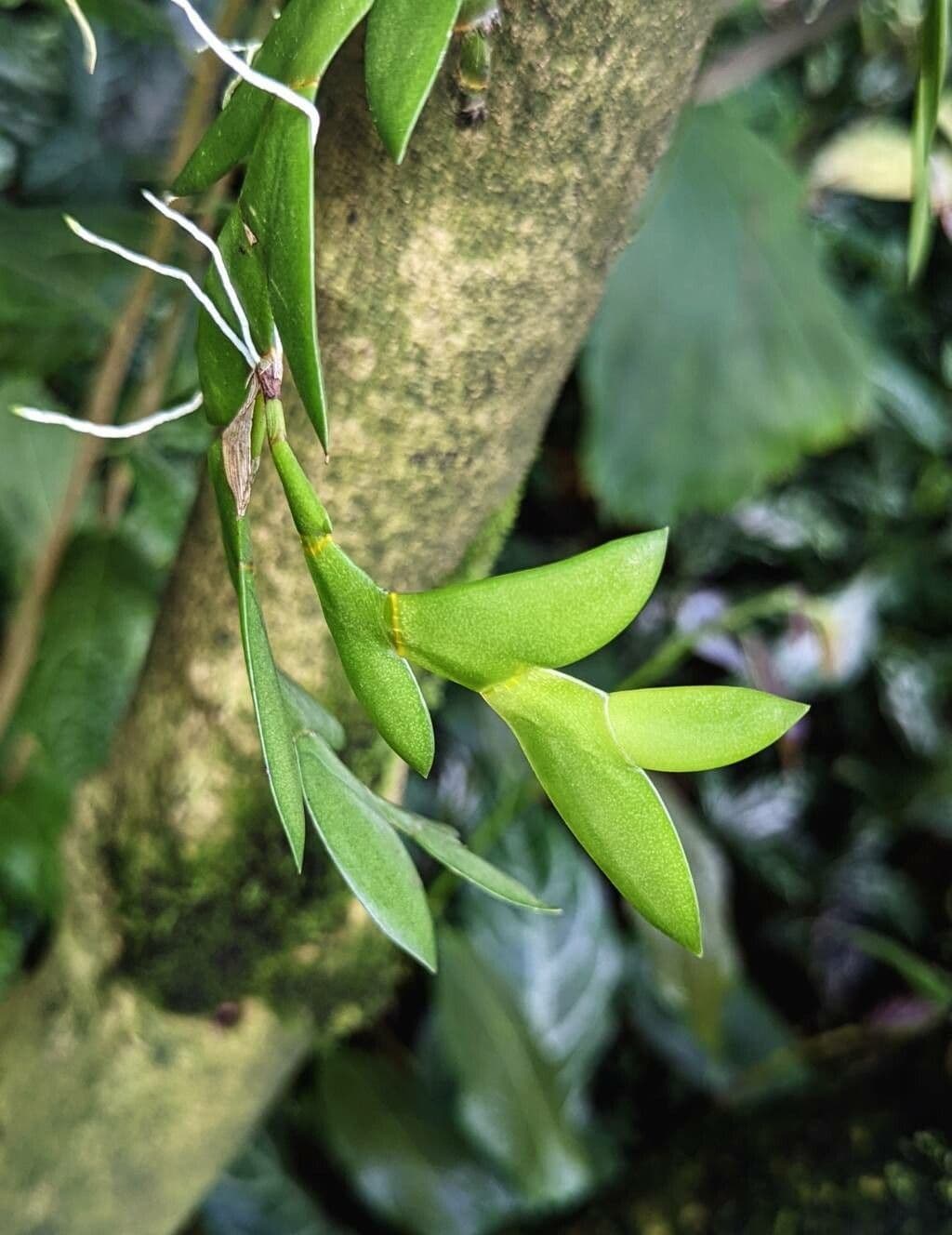 Dendrobium 5
