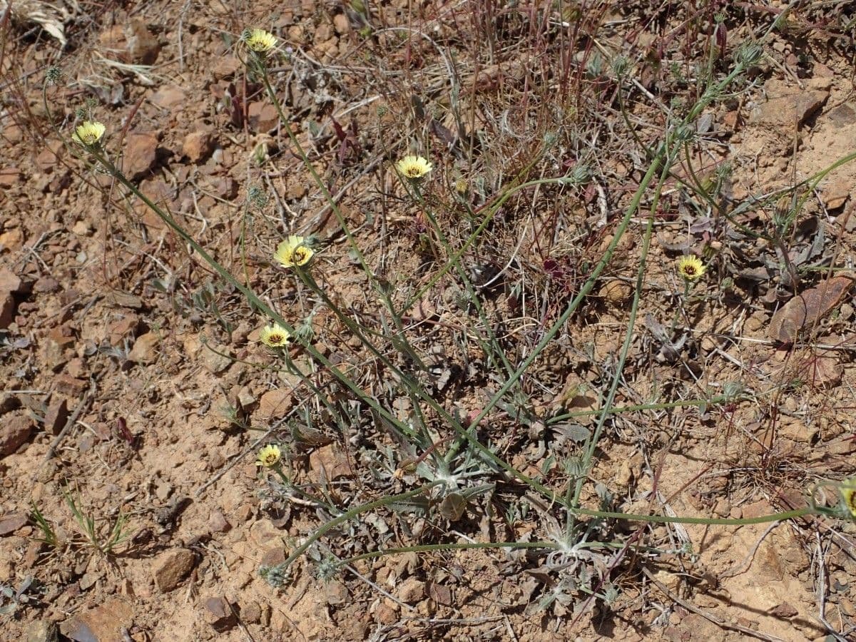 Tolpis 7