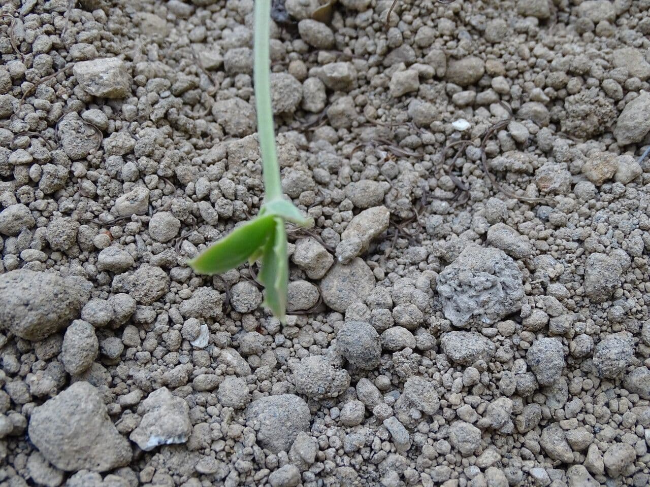 Kalanchoe 14