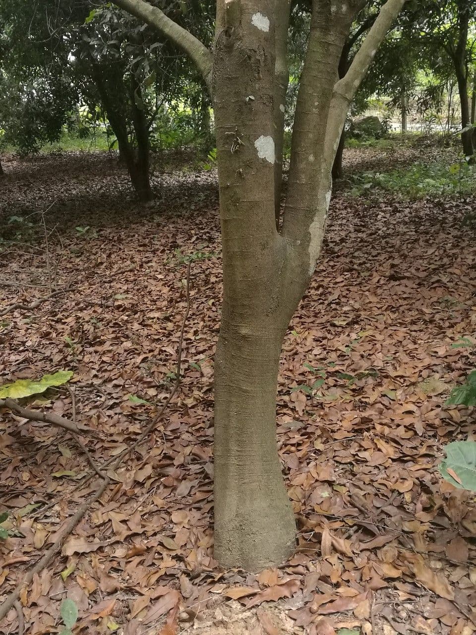 Macadamianuss 18