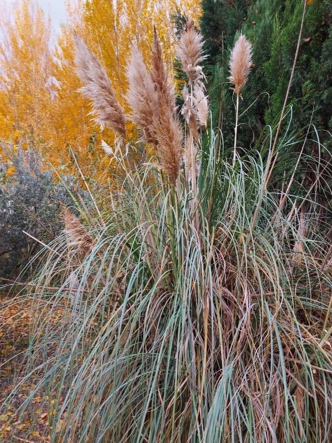 Erba delle pampas 28