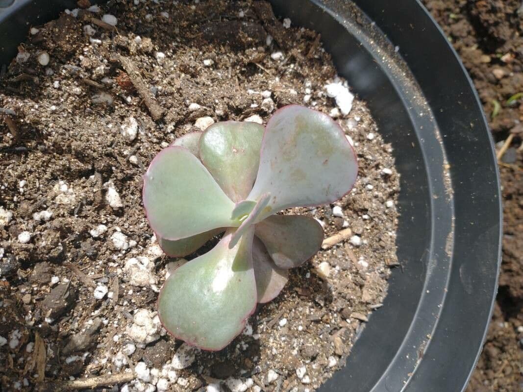 Echeveria