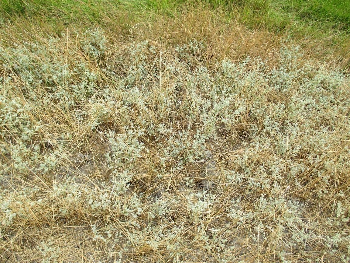 Eryngium 8