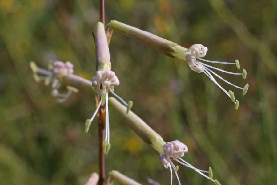 Silene 4