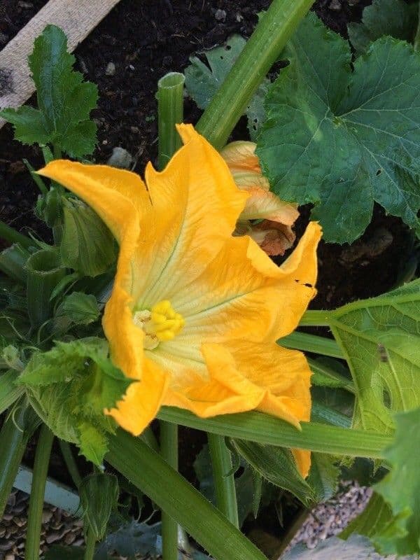 Bitter bottle gourd 7