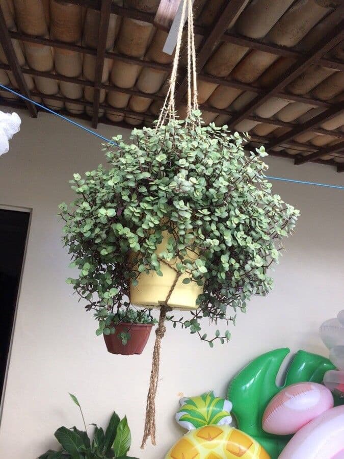 Callisia repens 17