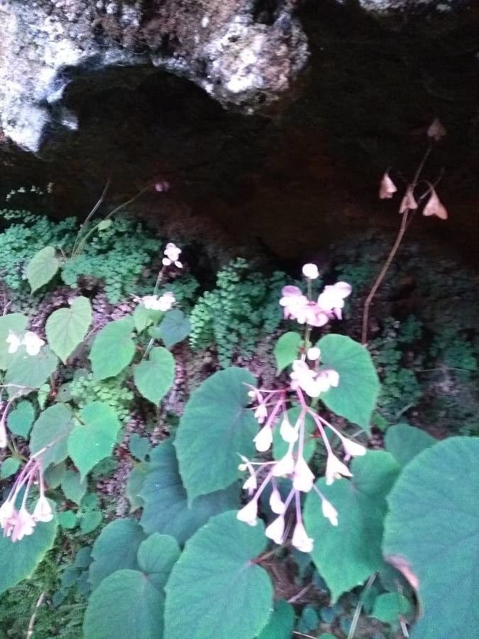 Begonia 6