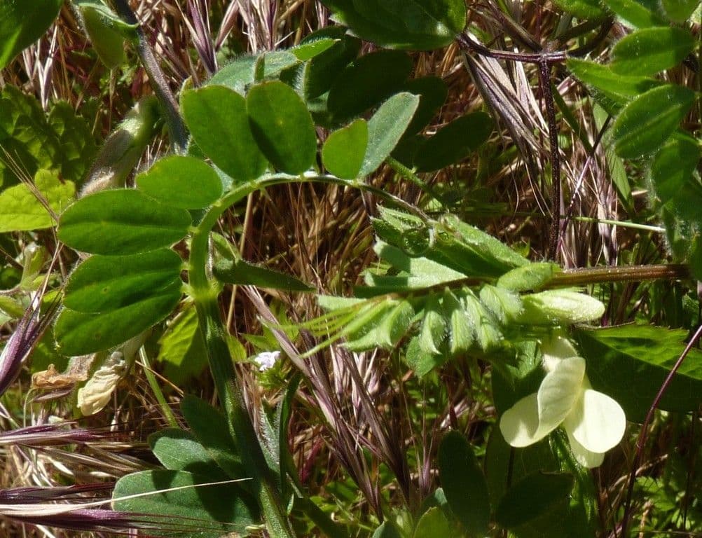 Vicia hybrida 27