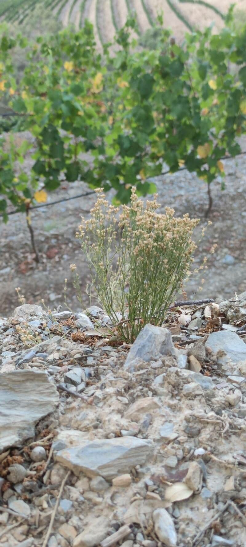Ortegia hispanica 3