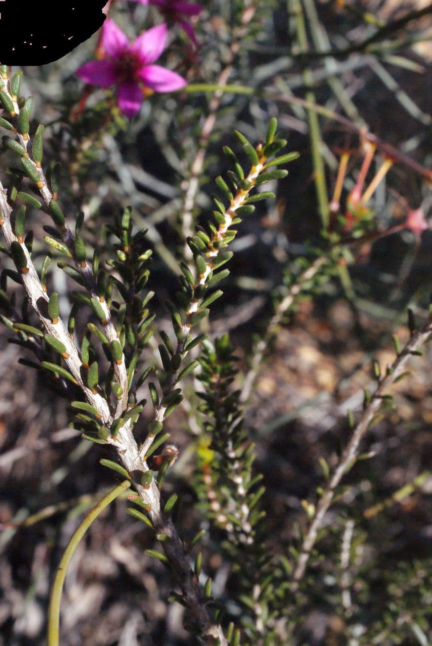 Calytrix 7