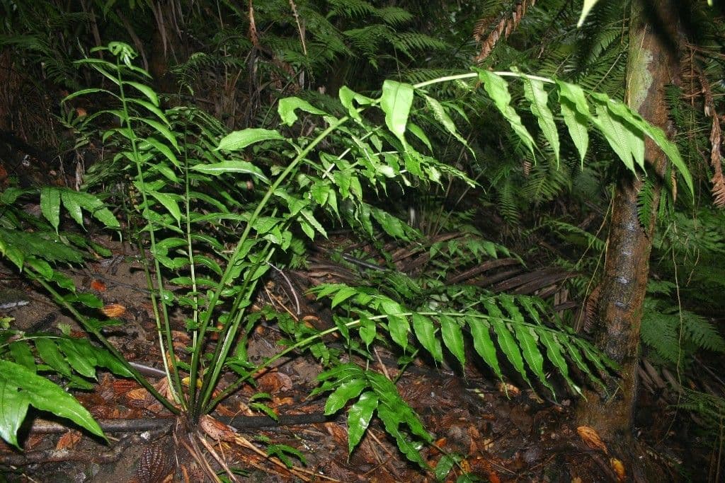 Diplaziopsis 2