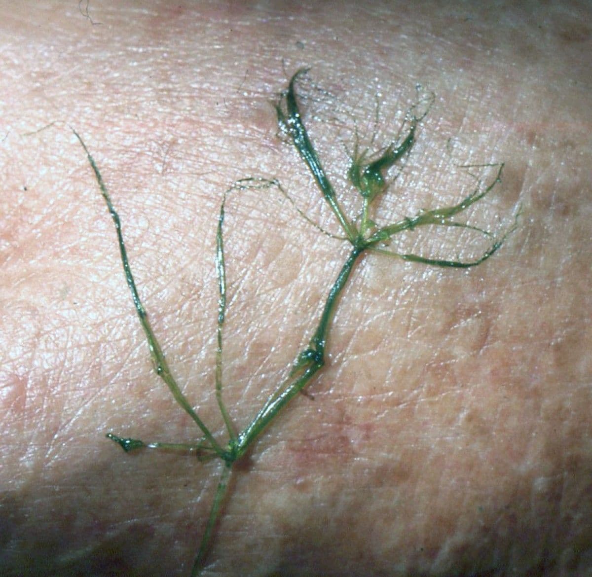 Zanichellia palustre 12