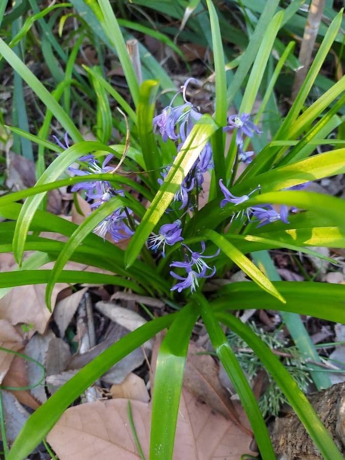 Scilla siberica 9