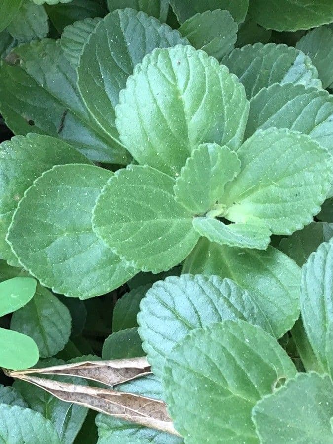Plectranthus 11