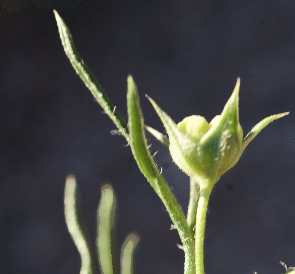 Teucrium pseudochamaepitys 2
