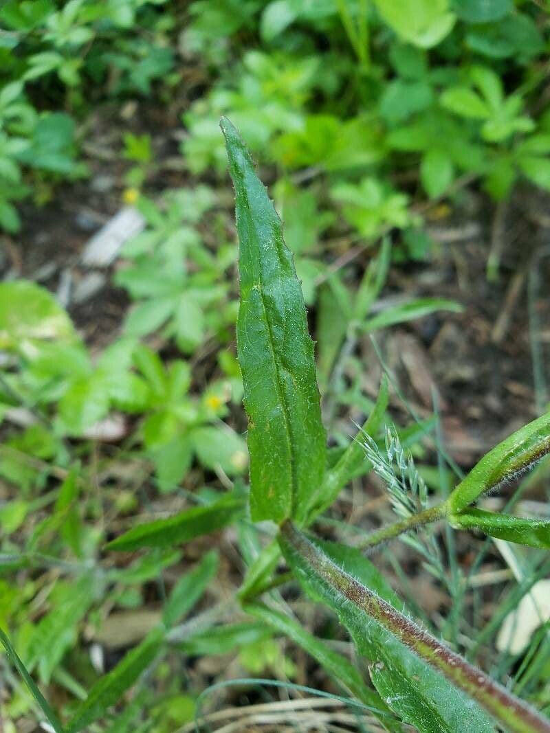 Penstemon hirsutus 12
