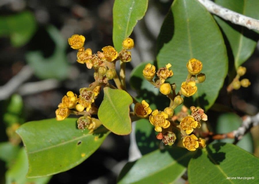 Tristaniopsis