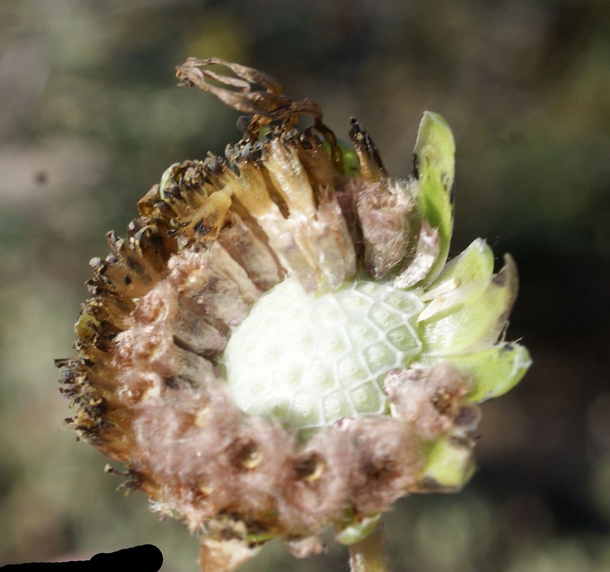 Kapringelblume 5