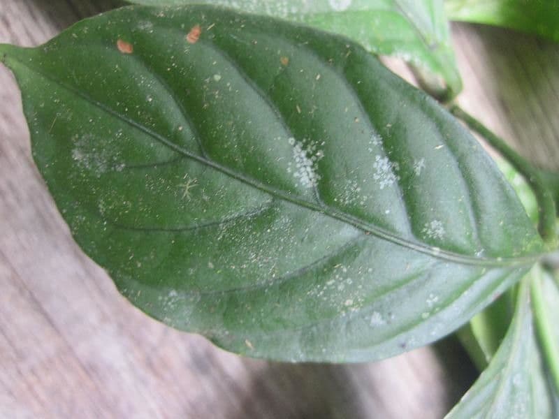 Psychotria cupularis 2