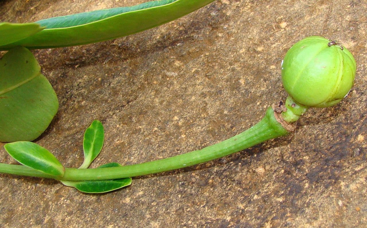 Neoguillauminia 3