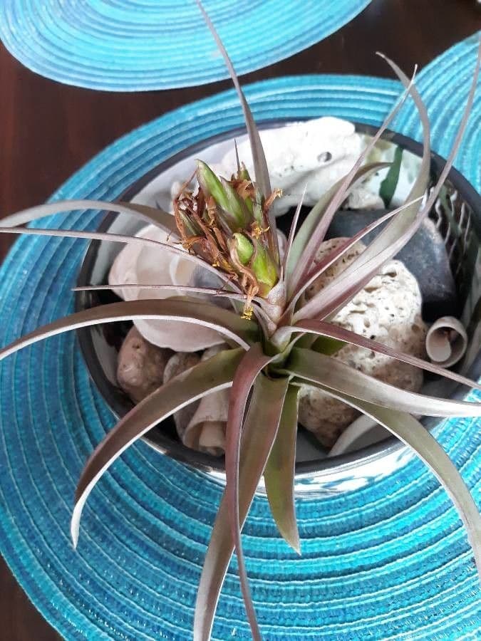 Tillandsia brachycaulos 2