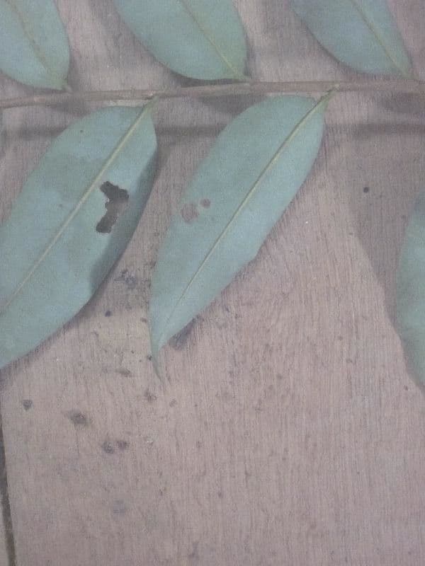 Xylopia nitida 3