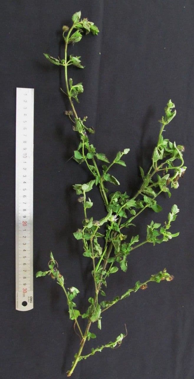 Marsypianthes 18
