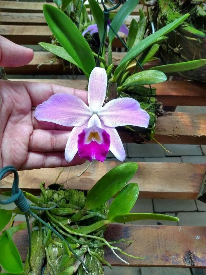 Dwarf Cattleya 2