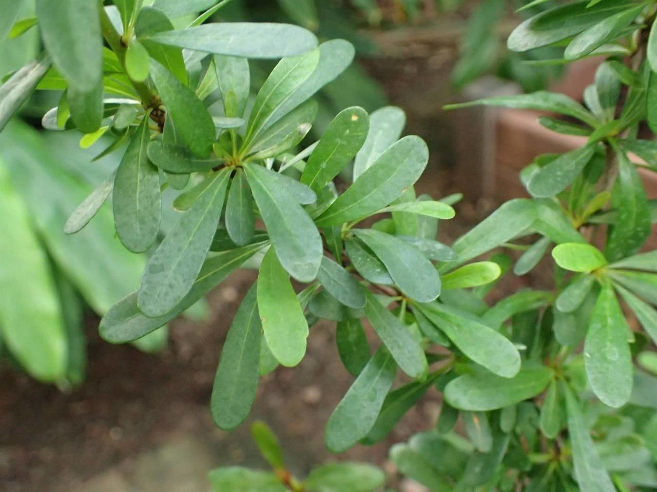 Argan 9
