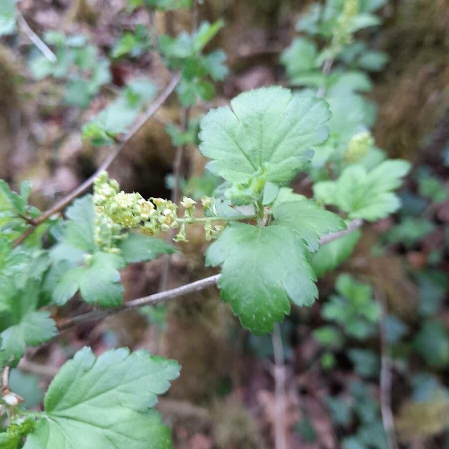 Ribes alpino 9