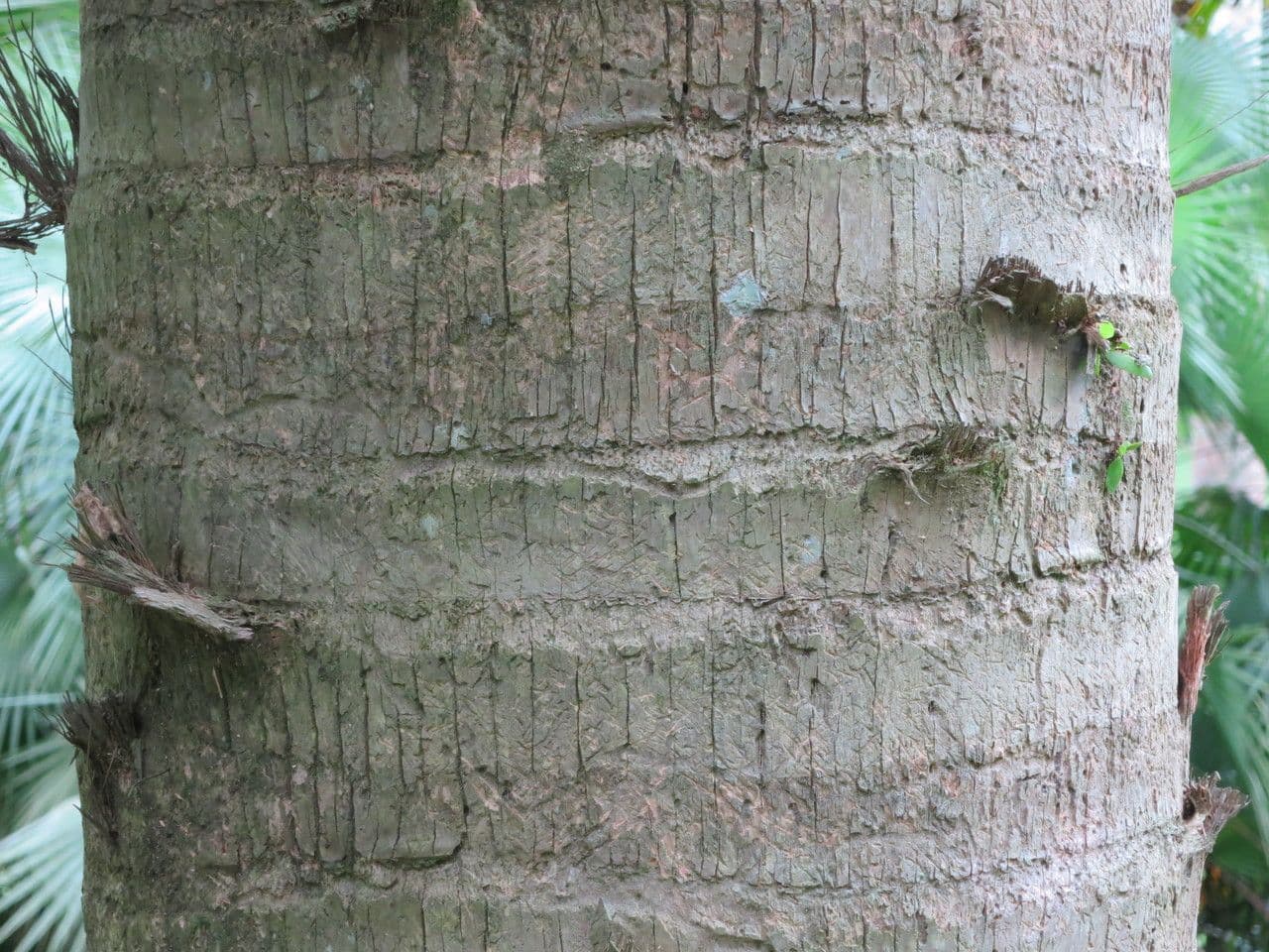 Palm competitive 7