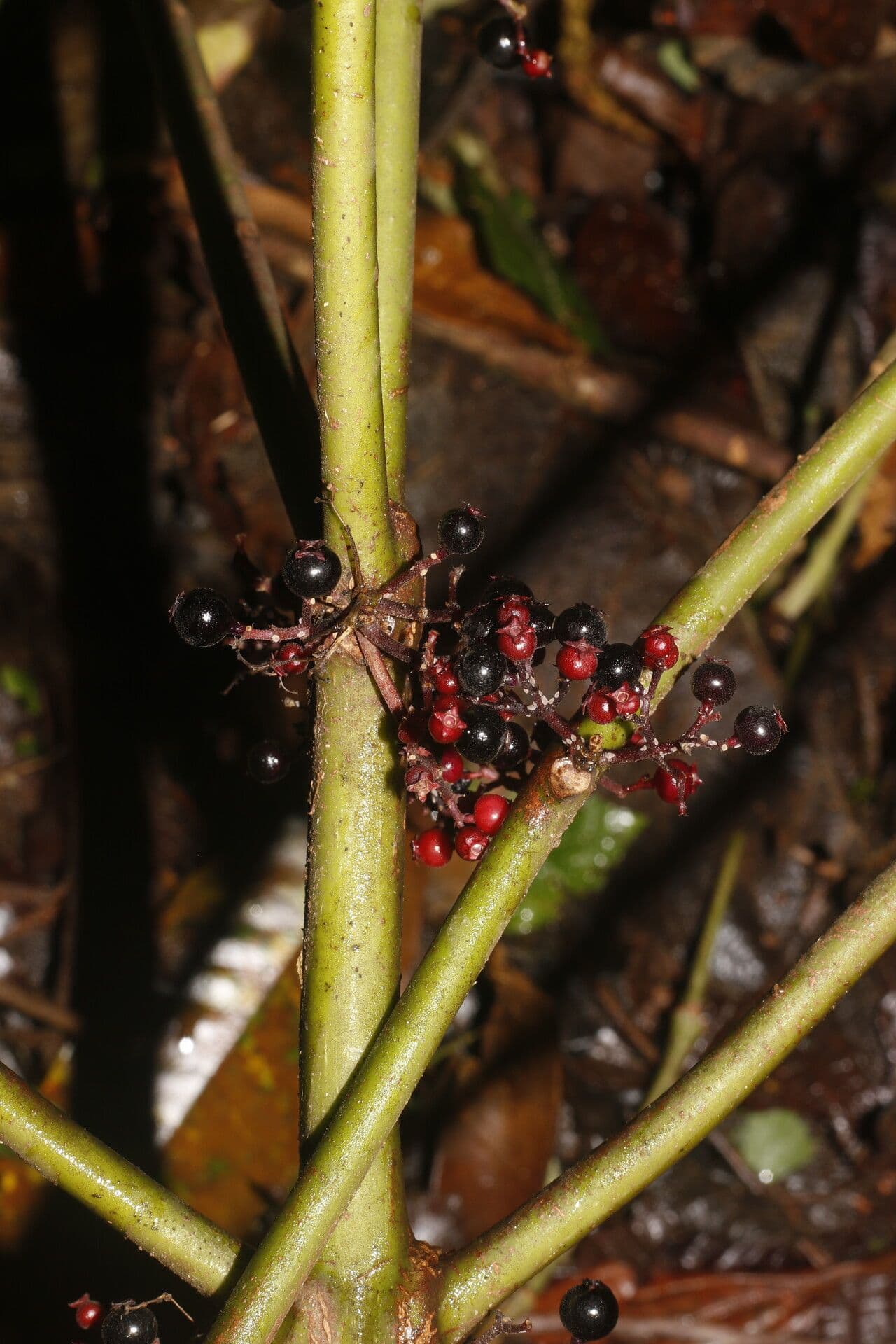 Miconia 5
