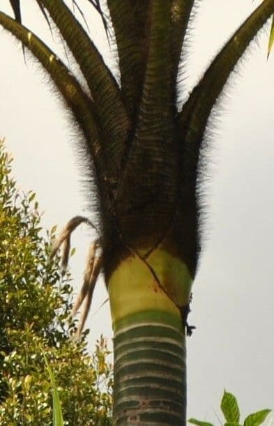 Pigafetta 3