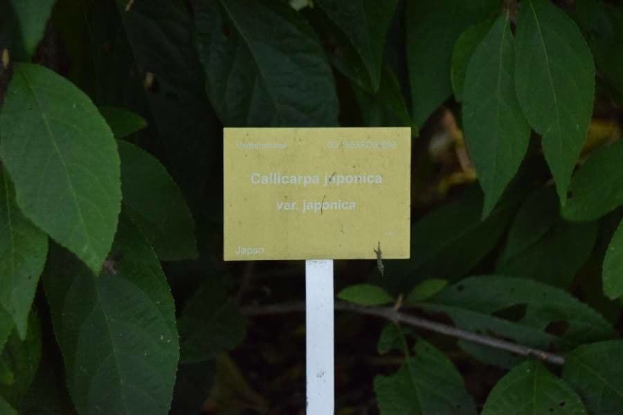 Callicarpa giapponese 23
