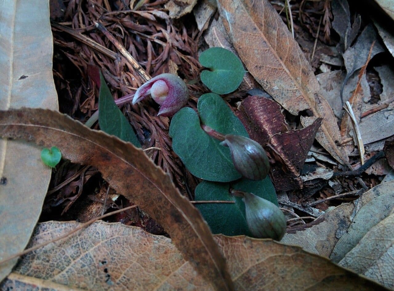 Corybas 8