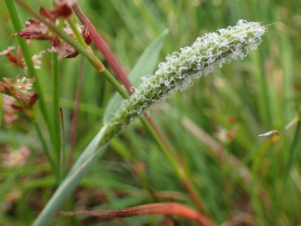 Marsh foxtail 4