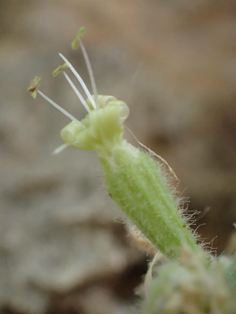 Silene agrupada