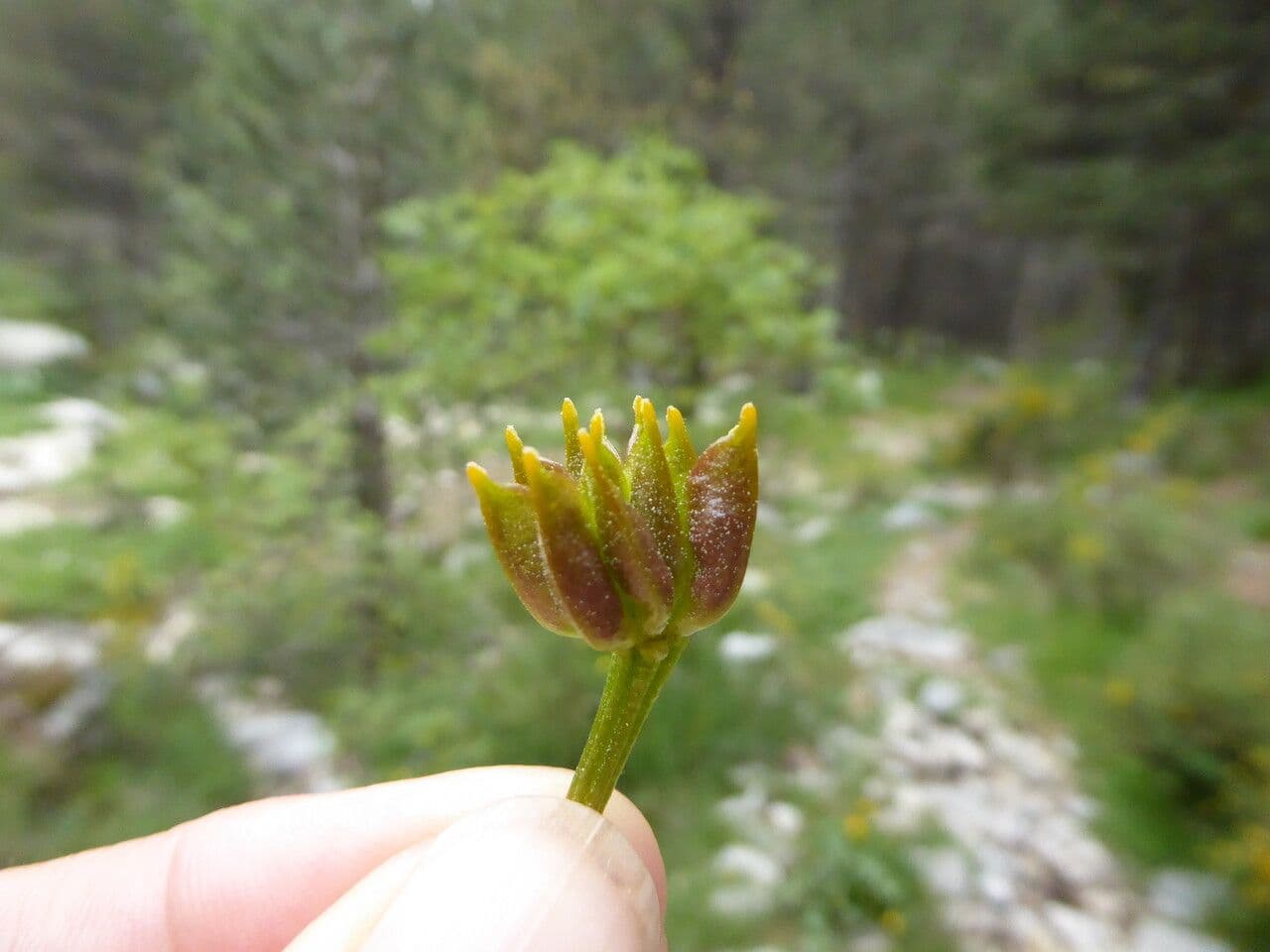 Calta palustre 2